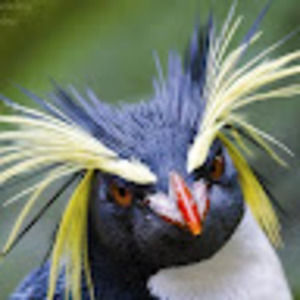 Meet your Posher, Elliot